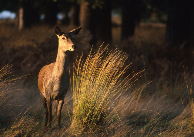 Red Deer Hind