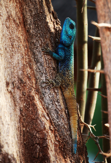 Blue-headed Tree Agama