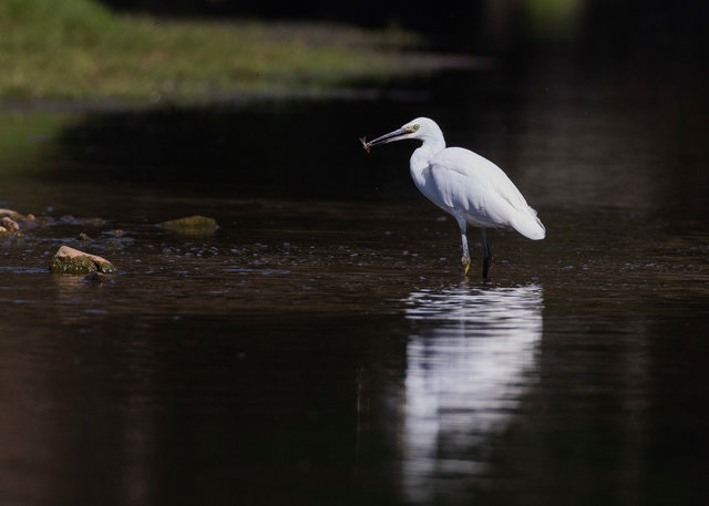 Little egret
