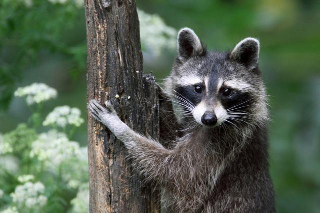 Common Raccoon, Ohio