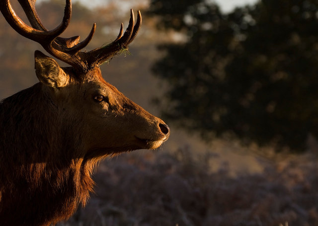 Red deer stag