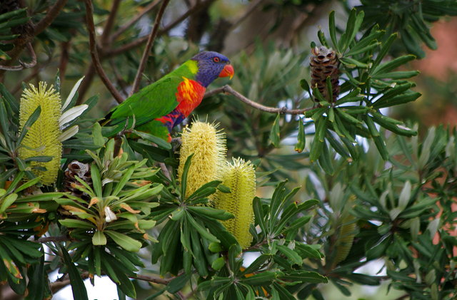 Rainbow Lorikeets at Cabbage Tree Bay (10) VB.JPG