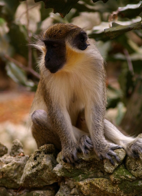 Barbados Wildlife Reserve 2nd Visit (18) VB.JPG