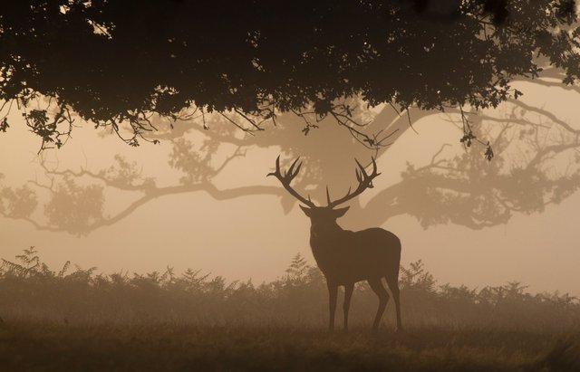 Red deer stag