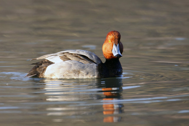 Redhead, late winter, Ohio