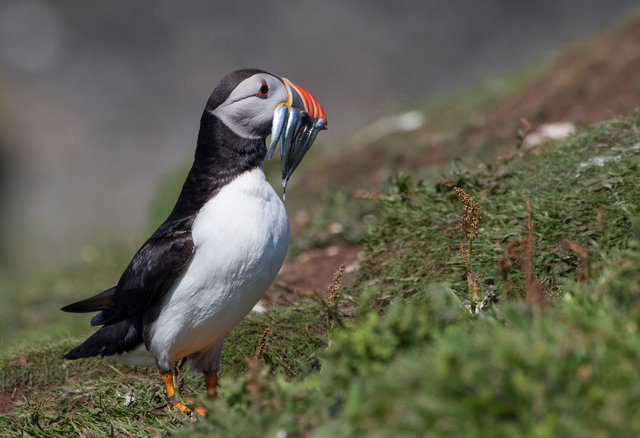 Puffin
