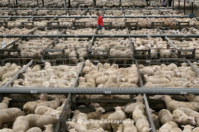 The-Lamb-Market---A-sea-of-sheep.jpg
