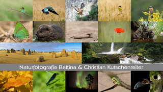 Kutschenreiter Naturfotografie Biber Zwergerl Insekten Pflanzen Säugetiere Vögel Makro Panorama Schmuck Mokume Gane
