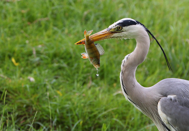 Grey heron