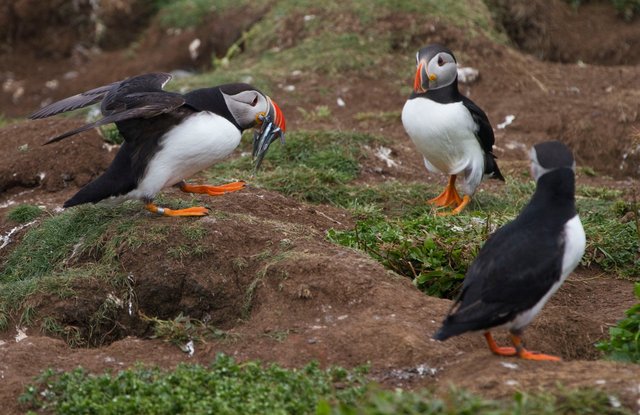 Puffin returning to burrow with sand eels