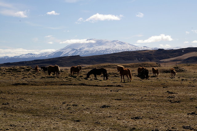 Icelandic ponies and Hekla VB.JPG