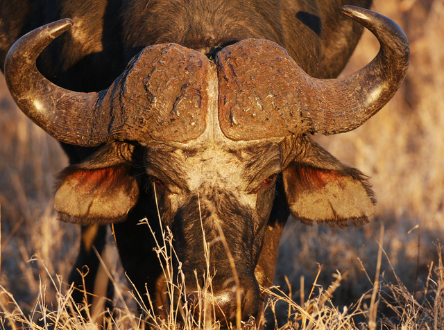 Buffalo
