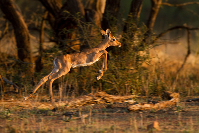 Impala