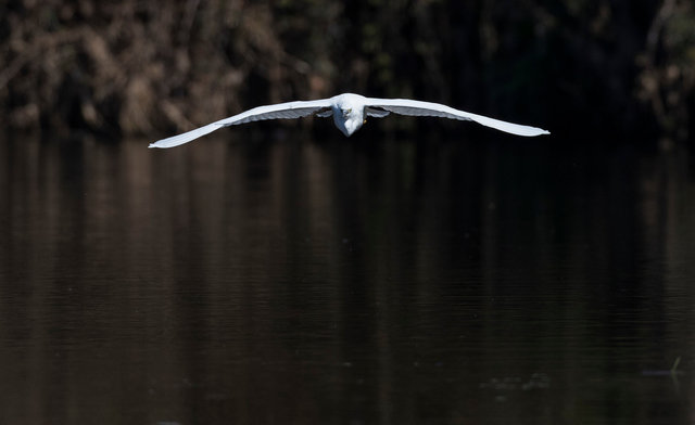 Little egret