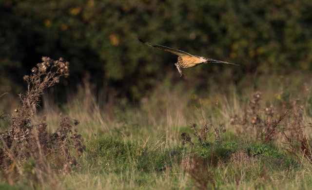 Short-eared Owl with prey