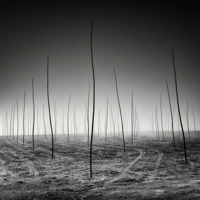 pellegrini-5.jpg