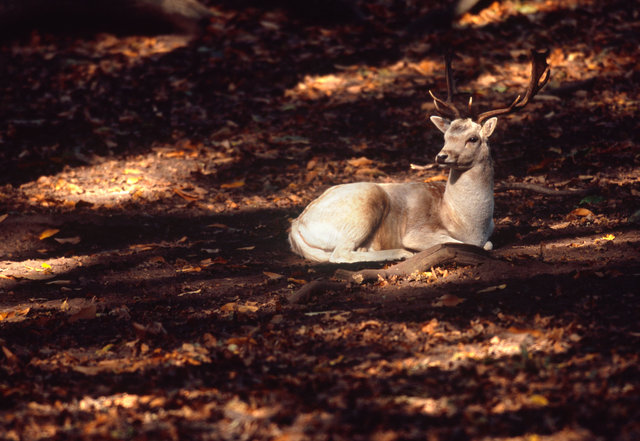 Fallow Deer Buck