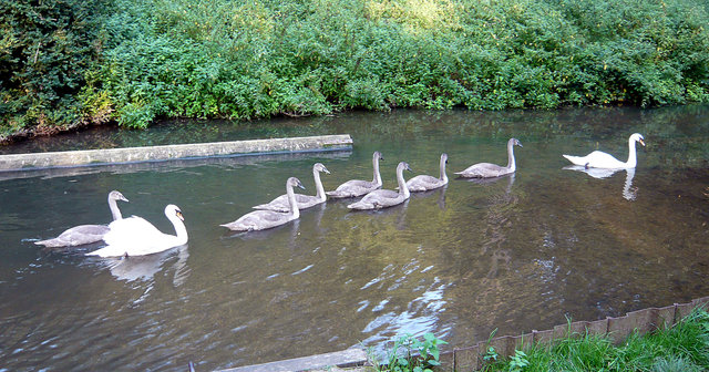 Swan Family on the River Lea (2) VB.JPG