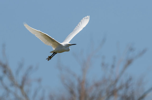 Little egret
