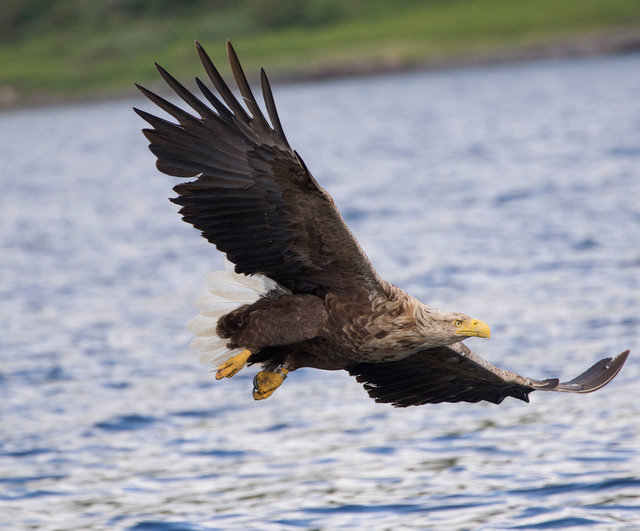White-tailed eagle
