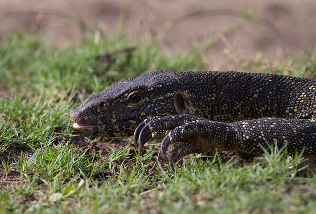 Monitor lizard
