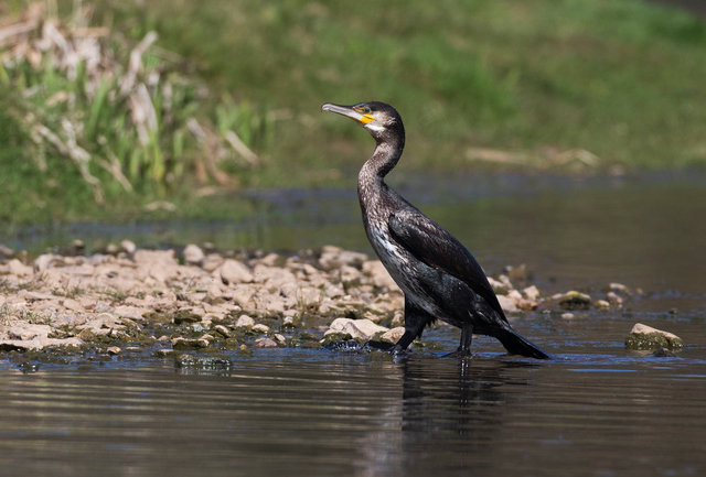 Cormorant