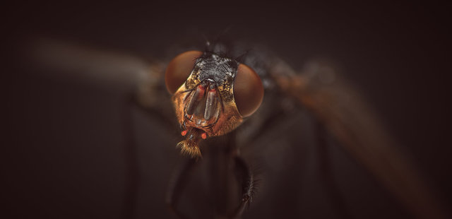 A Close Encounter With A Fly