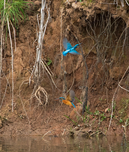 Pair of kingfishers taking turns to dig nest hole