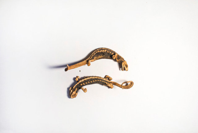 水蛤蚧 (Shui Ge Jie)