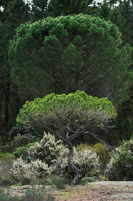 Plaine des Maures, Provence