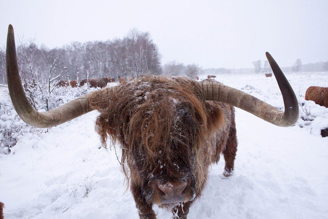 Schotse Hooglander