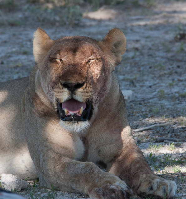 Young female lion