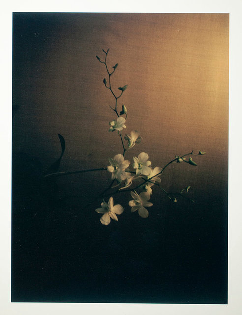 #9 Orchidee