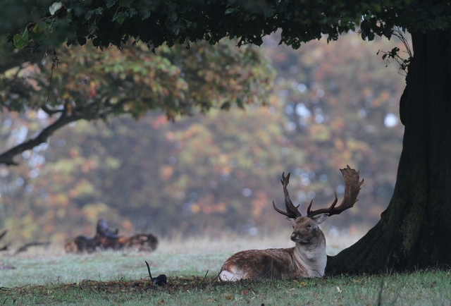 Fallow Deer Buck