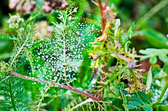 spiderweb 2