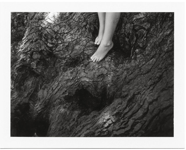 Climbing Live Oaks, 2012