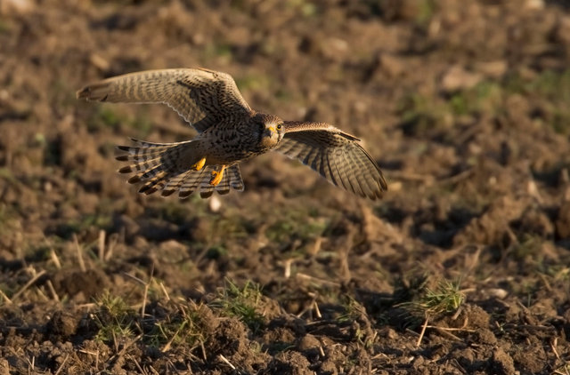 Kestrel