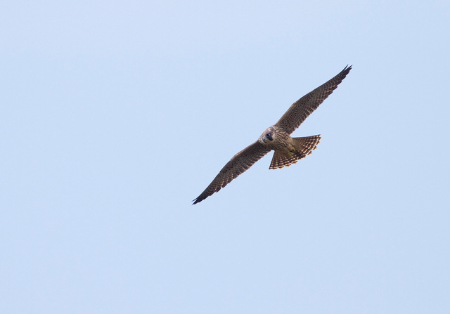 Juvenile peregrine falcon