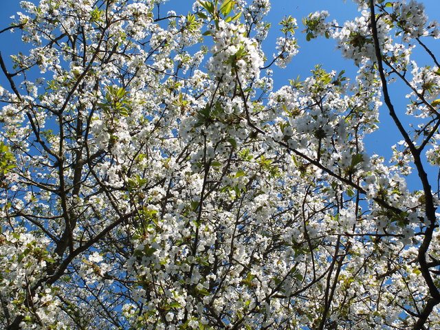 White Blossom 1 by Alison Gracie