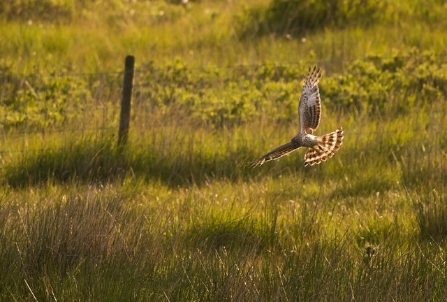 Hen harrier