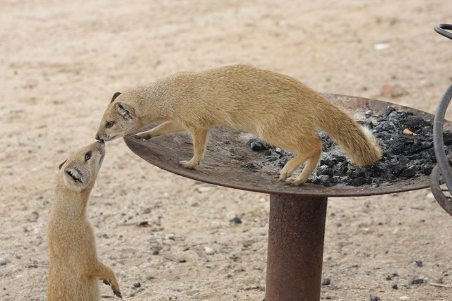 Yellow mongoose