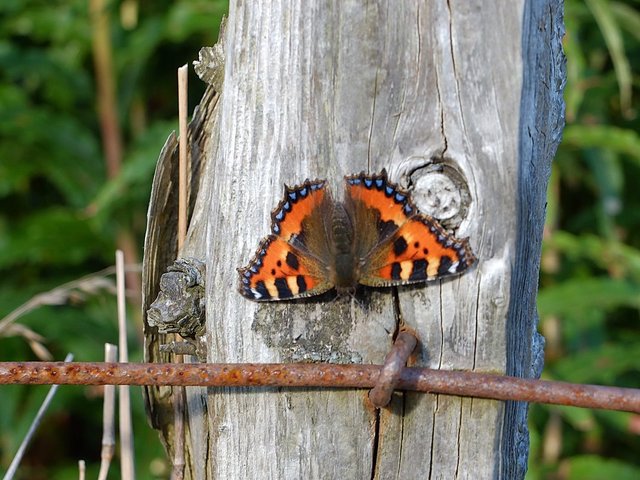 GracieAlison_Small Tortoiseshell Butterfly.jpg