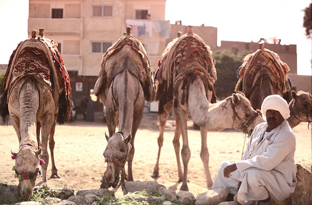 Camel Owner, Egypt