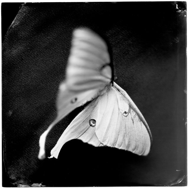 Actias Luna II (luna moth), 19th century