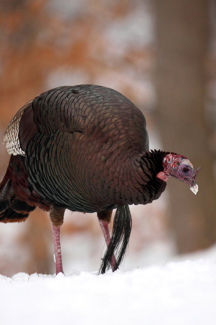 Eastern Wild Turkey, winter, Ohio