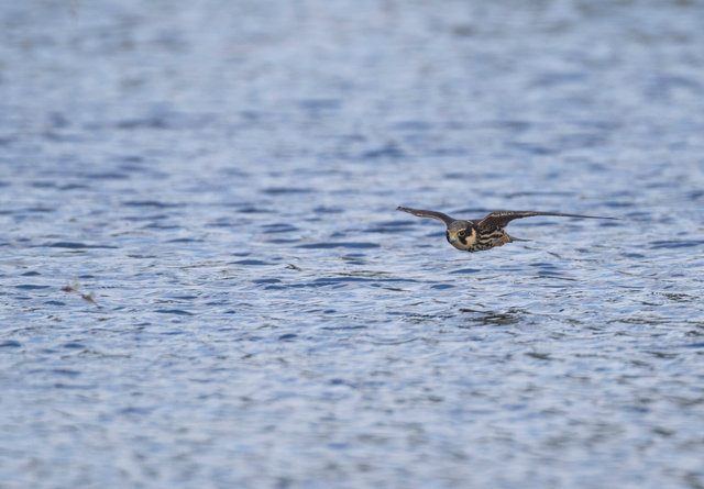 Hobby chasing dragonflies