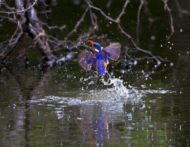 Malachite kingfisher