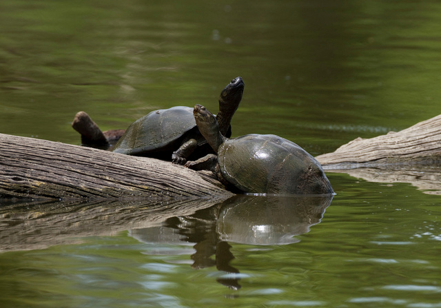 Terrapins