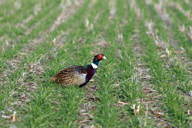 Ring-necked Pheasant