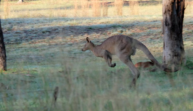 Kangaroos at Cam Way (9) VB.JPG